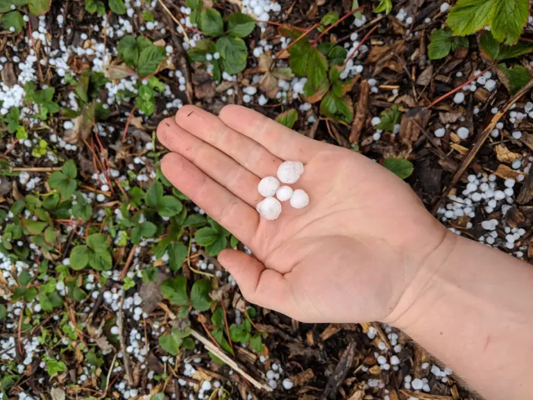 A hand holding several white hailstones above a strawberry patch strewn with hail after a storm.