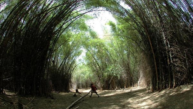 Bamboo replacing Poppy patches in Manipur jungles