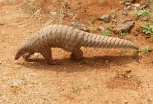 Indian Pangolin: Trafficking, CITES Appendix I and Schedule I Protection