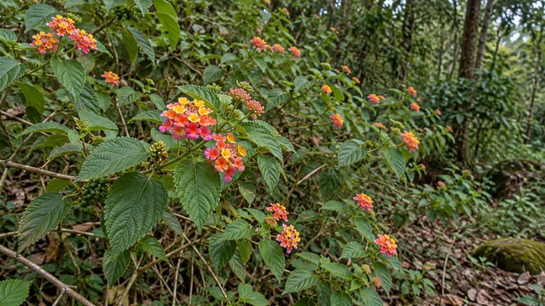 Illustrative lantana flowers and dense foliage at a tropical forest edge