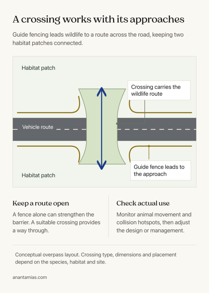 Conceptual top view of a wildlife overpass connecting habitat across a highway, with guide fencing directing animals toward its approaches.