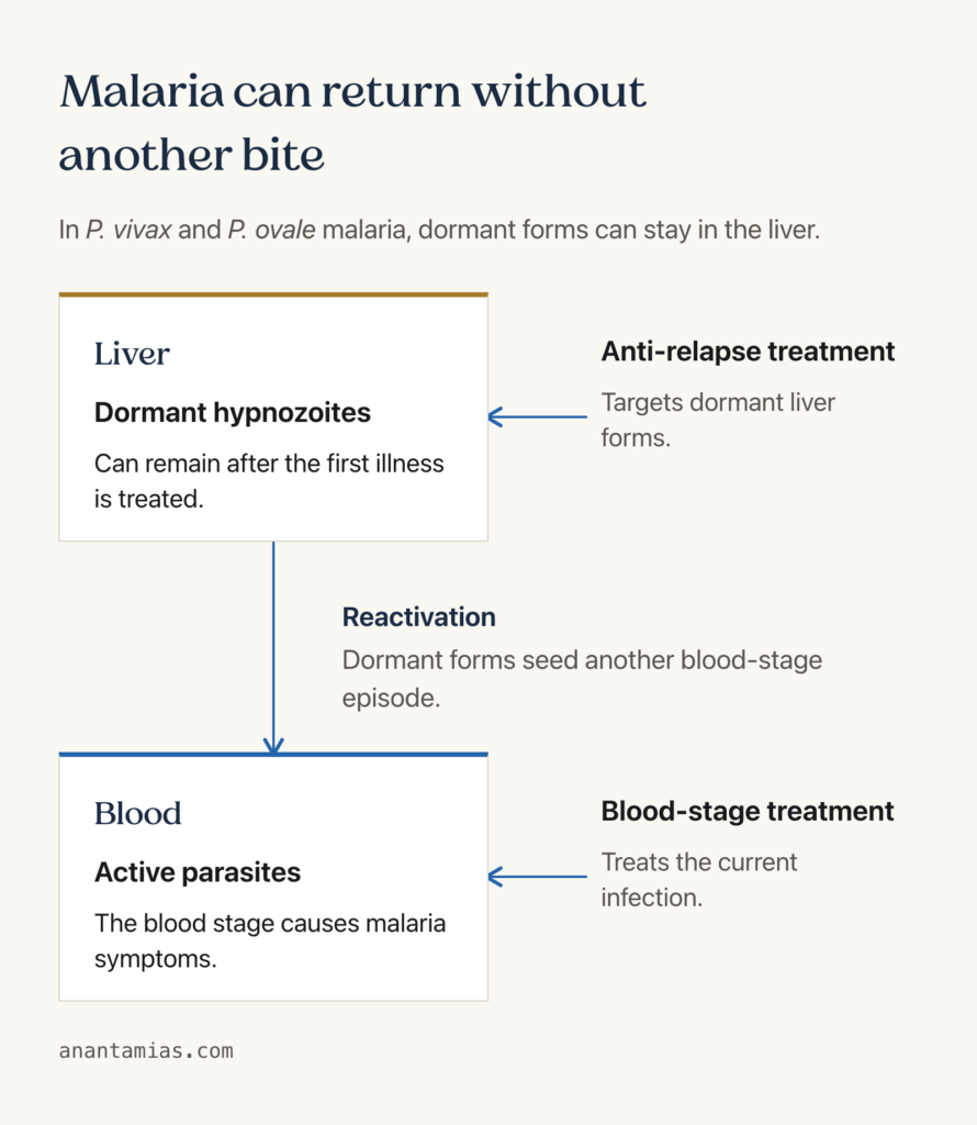 Dormant liver-stage hypnozoites can reactivate and cause another blood-stage episode in P. vivax and P. ovale malaria; treatment targets differ.