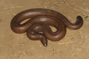 Red Sand Boa: Iridium Myths, Schedule I Protection and the Illegal Trade