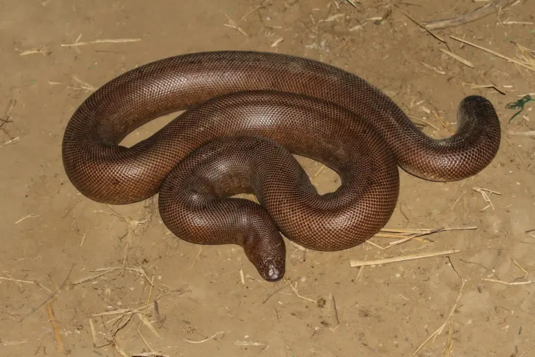 A reddish-brown red sand boa coiled on dry sandy ground.