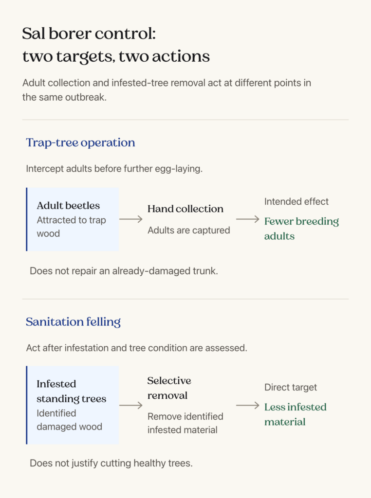 Two control paths: trap wood attracts adult sal borers for collection, while selective sanitation removes identified infested trees and material.