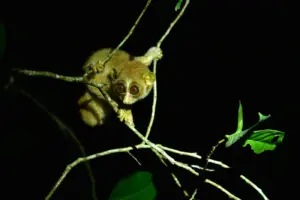Slender Loris: Gray vs Red Species, Schedule I Status and Kadavur Sanctuary