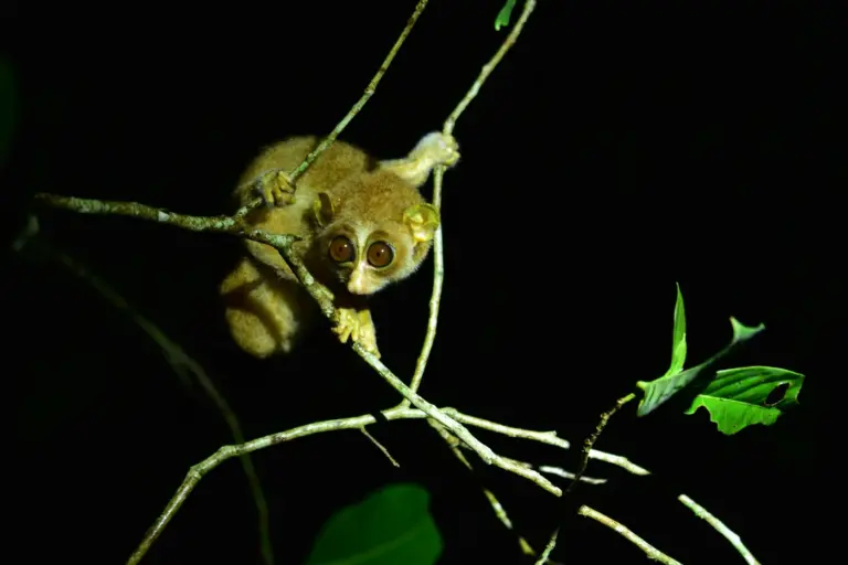A gray slender loris with large round eyes gripping thin branches at night.